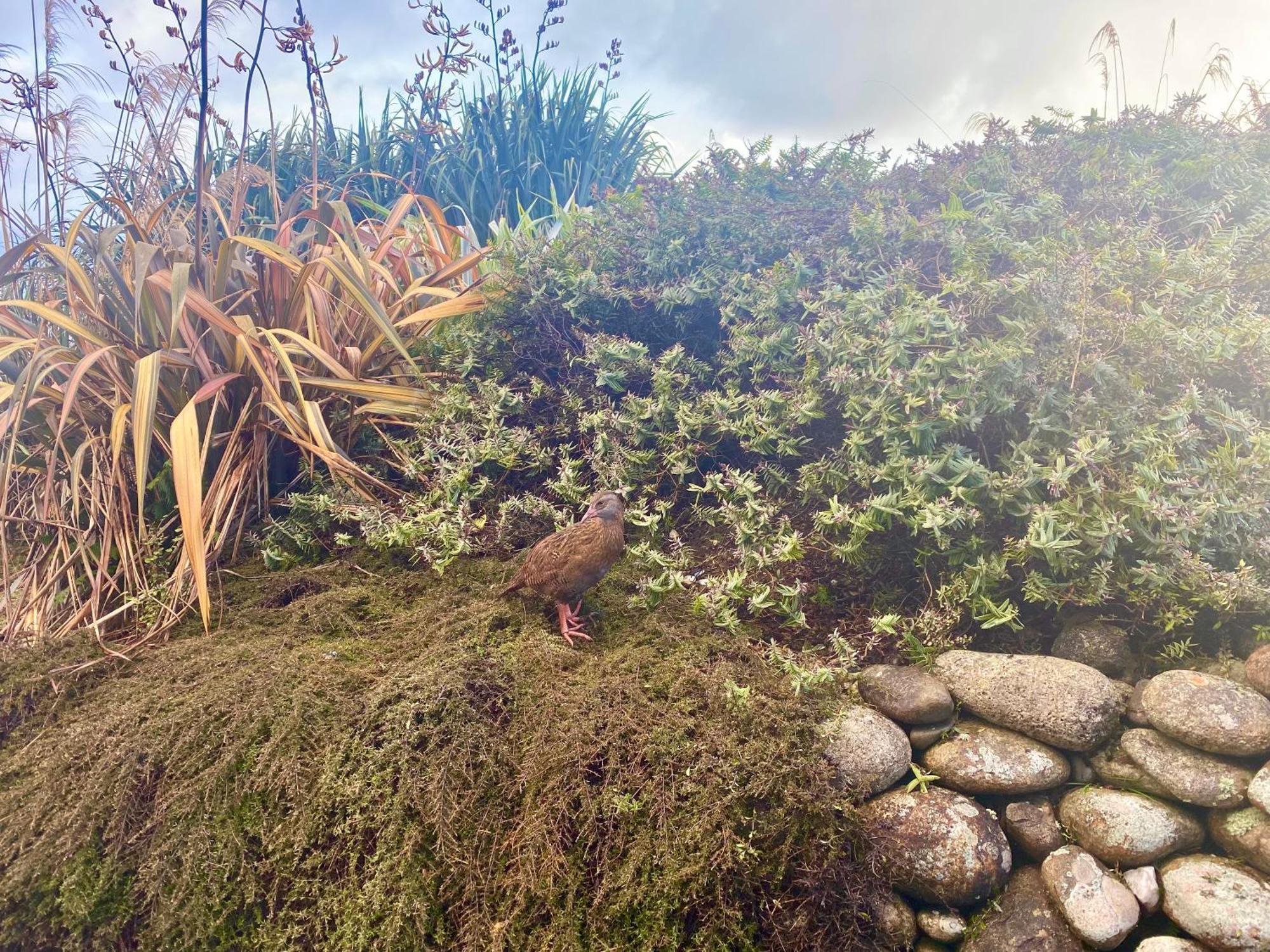 Wild Weka Eco Stay - Off-Grid 4Wd Recommended Waimarie 外观 照片